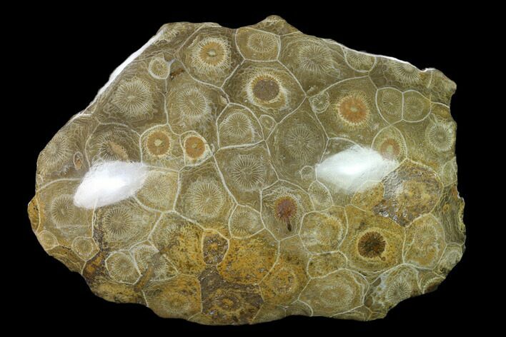 Polished Fossil Coral (Actinocyathus) - Morocco #136298